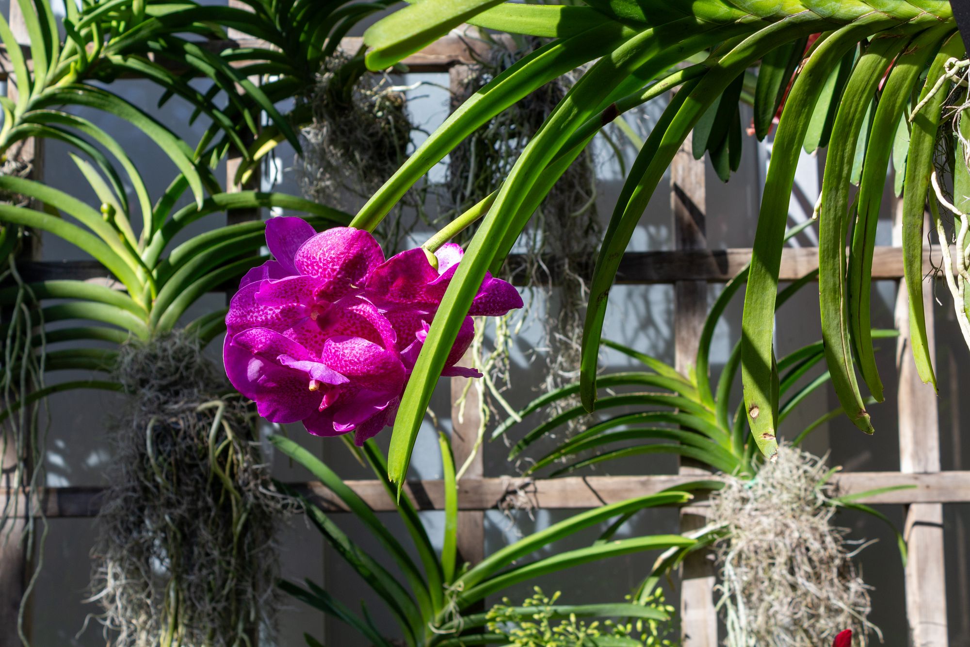 A bright pink orchid against long green leaves and a mossy wooden lattice