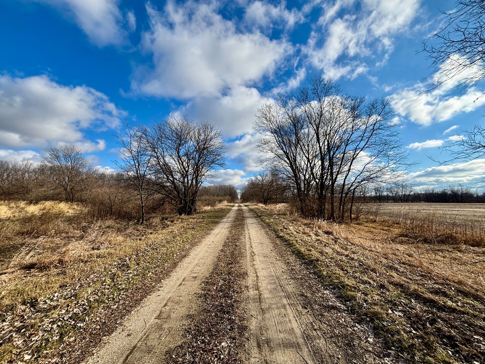 Winter path through prairies lined with trees with bare branches, overhead large white clouds in a brilliant blue sky.