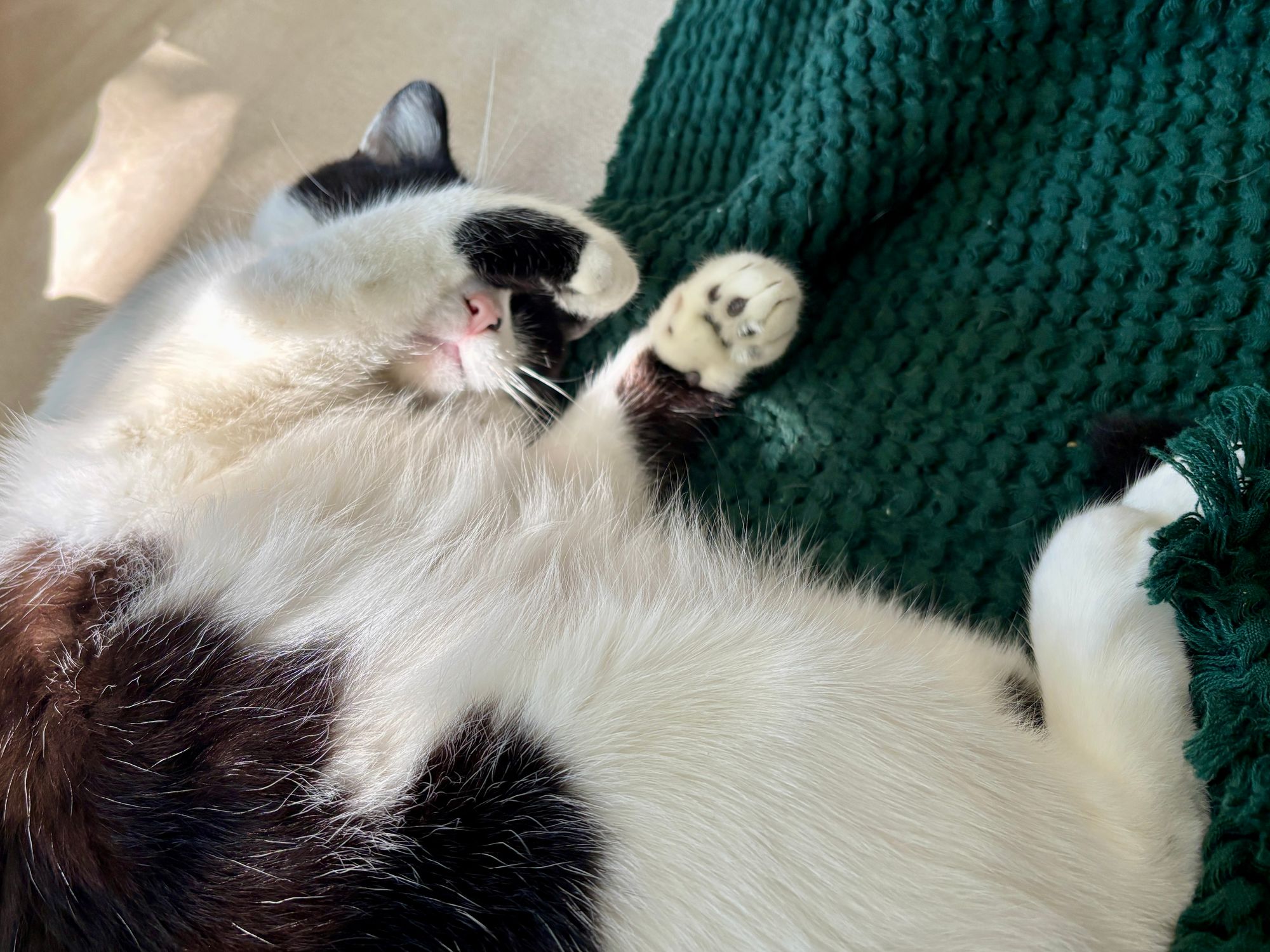White and black cat lying on her back with one of her front paws draped across her face.
